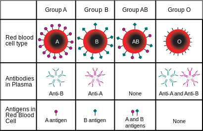 Blood Type Diagram